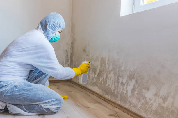 Licensed Basement Mold Remediation service in Eden Prairie, MN - WQB Mold Removal